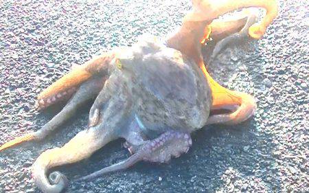 焼津港で良型のタコとカマス